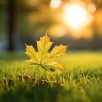 Comment semer la pelouse et quand